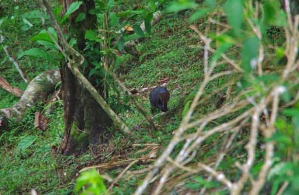 Jaguarundi2