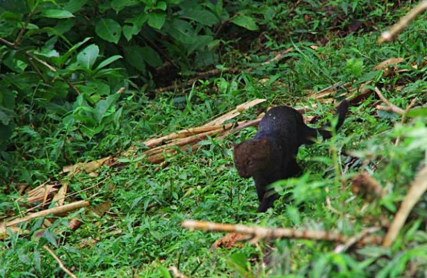 Jaguarundi3