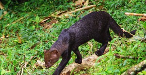 Jaguarundi