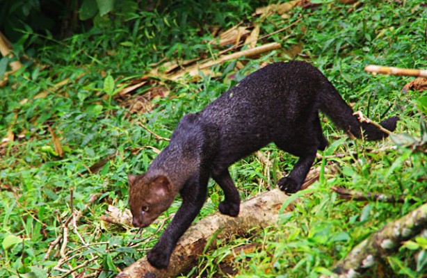 Jaguarundi4