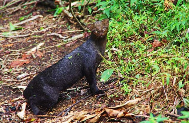 Jaguarundi5