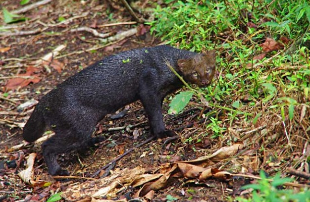 Jaguarundi6