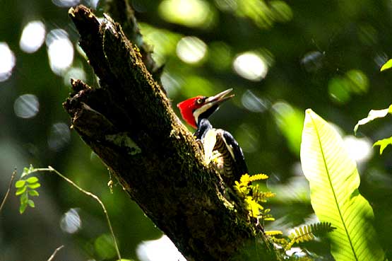 aves-panama-01