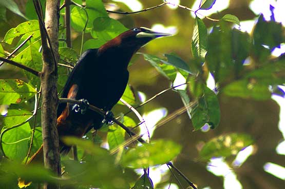 aves-panama-03