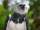 Birds of Panama