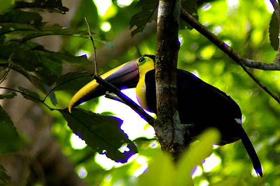 aves-panama-10