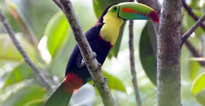 Birds in Panama