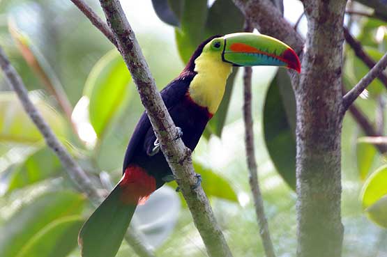 aves-panama-11