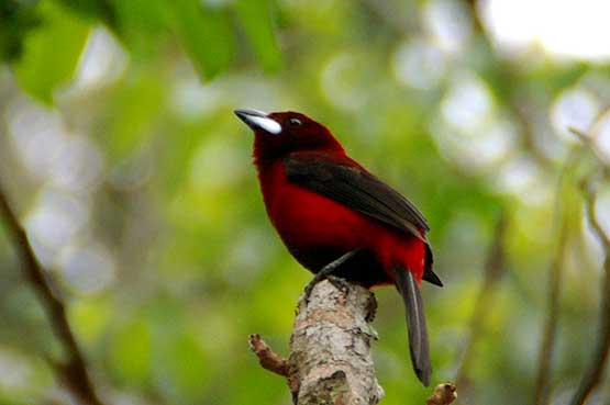 aves-panama-14