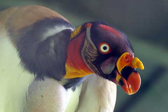 aves-panama-1885