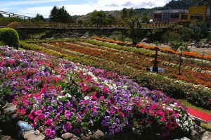 Boquete Flower and Coffee Fair