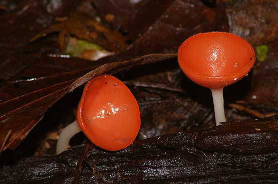 colores-selva-11