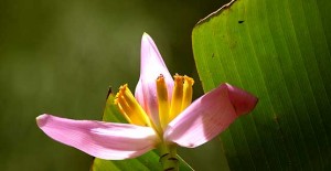 Flowers from Panama