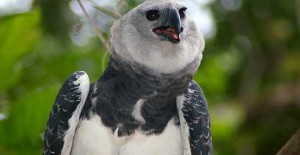 Harpy Eagle