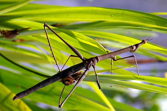 insectos-panama-11