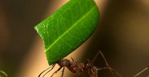 Leafcutting Ants