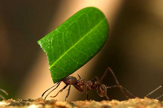 Leafcutting Ants