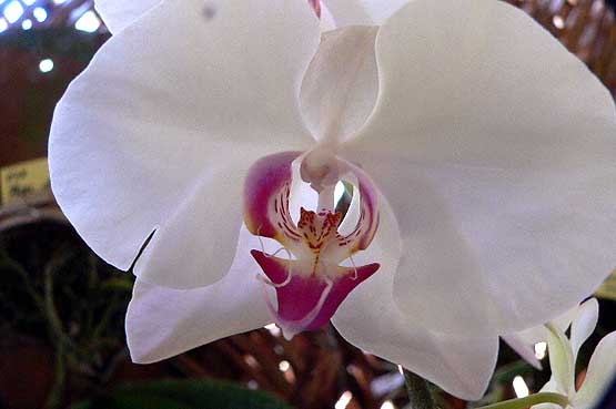 orchideas-panama-02