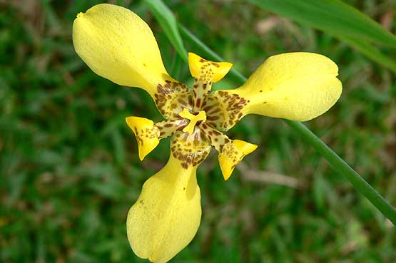 orchideas-panama-04
