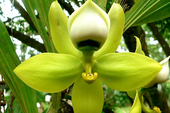 orchideas-panama-05