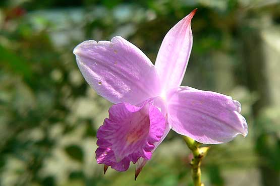 orchideas-panama-06