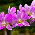 Orchids Panama