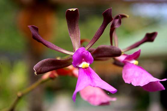 orchideas-panama-08