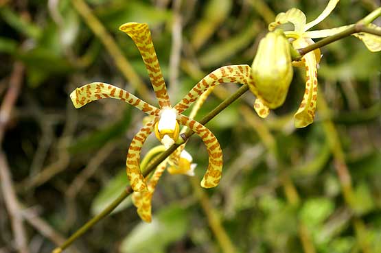 orchideas-panama-09