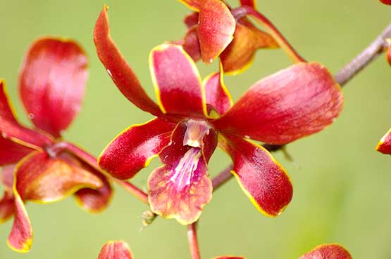 orchideas-panama-10