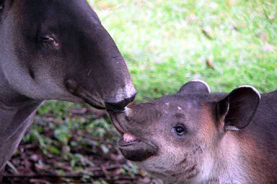 panama-wildlife-04