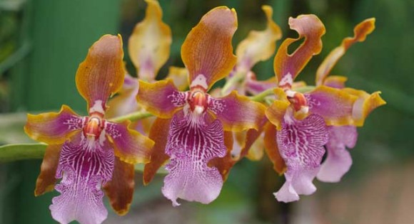 Orchid Exhibition in Boquete 2015