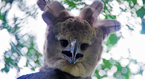 Harpy Eagle named Panama