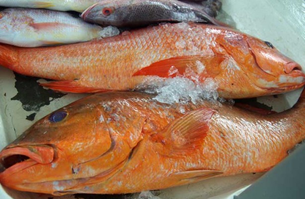 Red Snapper