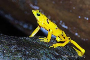 Golden Frog