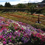 Boquete Flower and Coffee Fair