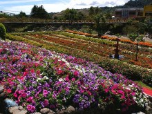 Boquete Flower and Coffee Fair