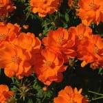 Flowers from Boquete