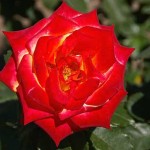 Roses from Boquete