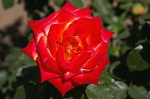 Roses from Boquete