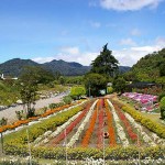 Flower and Coffee Fair