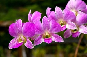 Orchids Panama