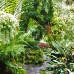 Dracula Orchid Farm