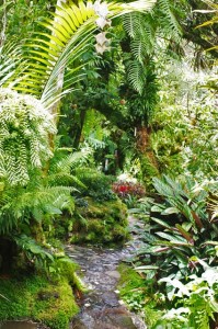Dracula Orchid Farm