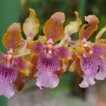 Orchids