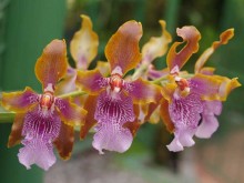 Orchids