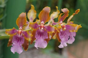 Orchids