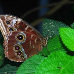 Blue Morpho Butterfly