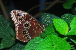 Blue Morpho Butterfly
