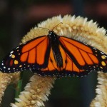 Monarch Butterfly