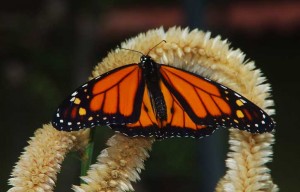 Monarch Butterfly